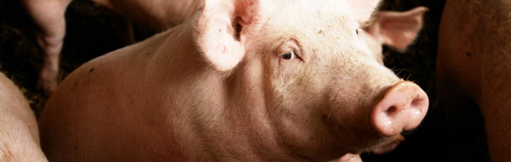 Animals on a Factory Farm | BioNutraTech