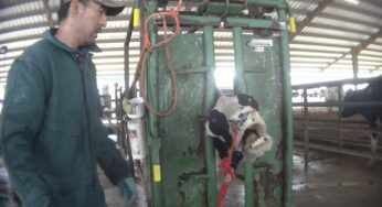 First-Ever Cruelty Investigation into an Organic Dairy Farm