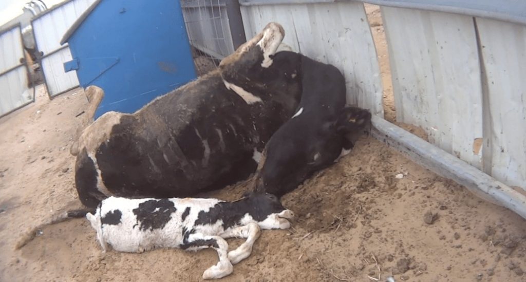 First-Ever Cruelty Investigation into an Organic Dairy Farm | BioNutraTech